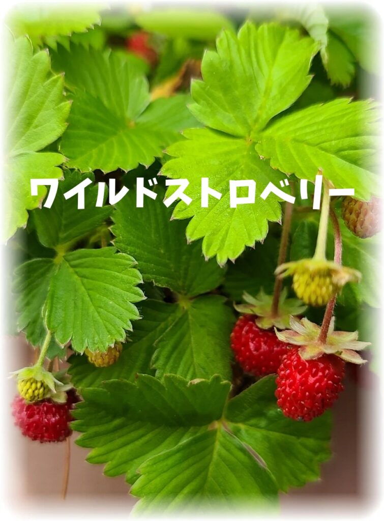 ベランダのワイルドストロベリーの様子