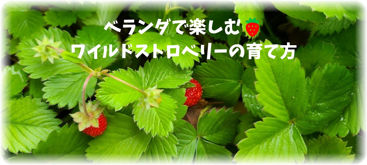 ベランダのワイルドストロベリーの写真