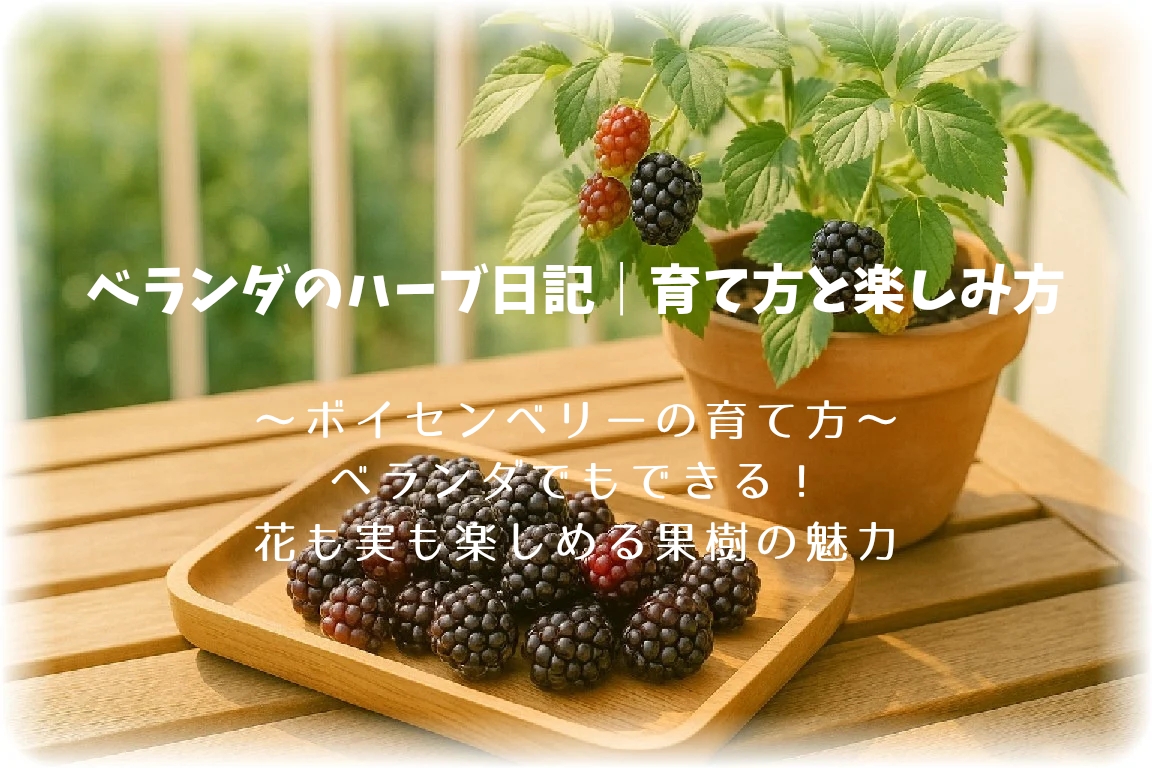 朝のベランダの木のテーブルの上のボイセンベリーの実と鉢植
