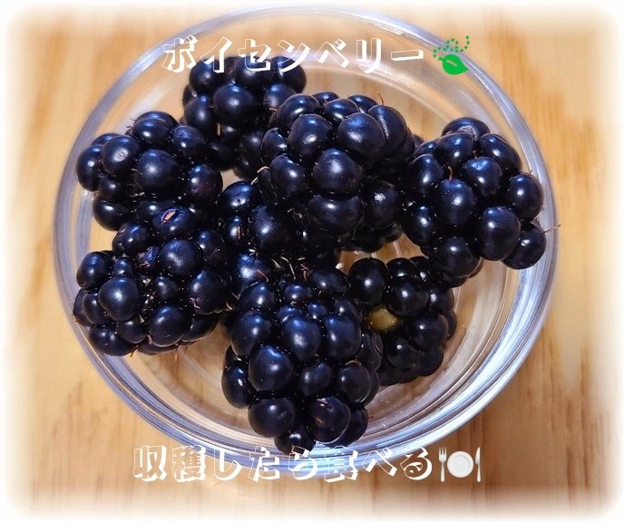 ガラスのお皿の上のしっかり熟したボイセンベリー