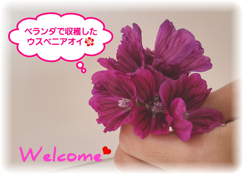 ベランダで収穫したウスベニアオイの花をたくさんつまんでいる写真、ウエルカムページ用イメージ