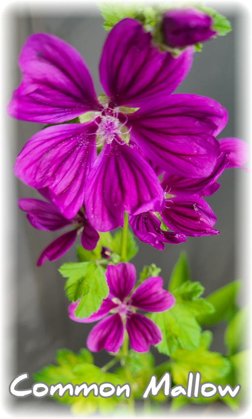 ベランダでたくさん紫色の花が満開なウスベニアオイ
