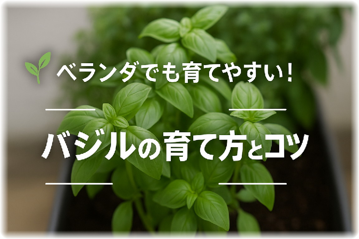 ベランダで育つフレッシュなバジルの鉢植えと中央に配置された「バジルの育て方とコツ」の文字入り画像