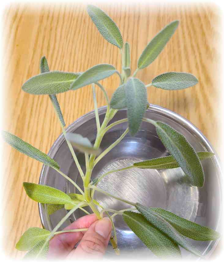 åç©«ããã°ããã®ãã¬ãã·ã¥ãªã»ãŒãžã®èãæã§ã€ãŸãã§ããæå
ãéç·è²ã®èããã£ã·ããšèã£ãŠããæ§åã®åçã