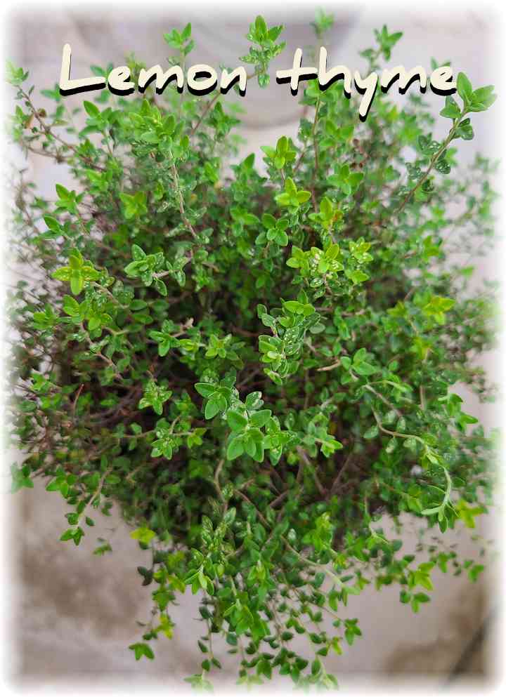 ãã©ã³ãã®é¢æ€ãã®äžã§éã
ãšèã£ãŠããã¬ã¢ã³ã¿ã€ã ã®åç