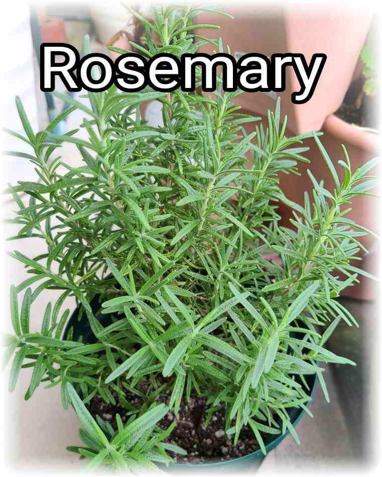 ベランダの明るい日差しの下で青々と茂っているローズマリーの鉢植えの写真