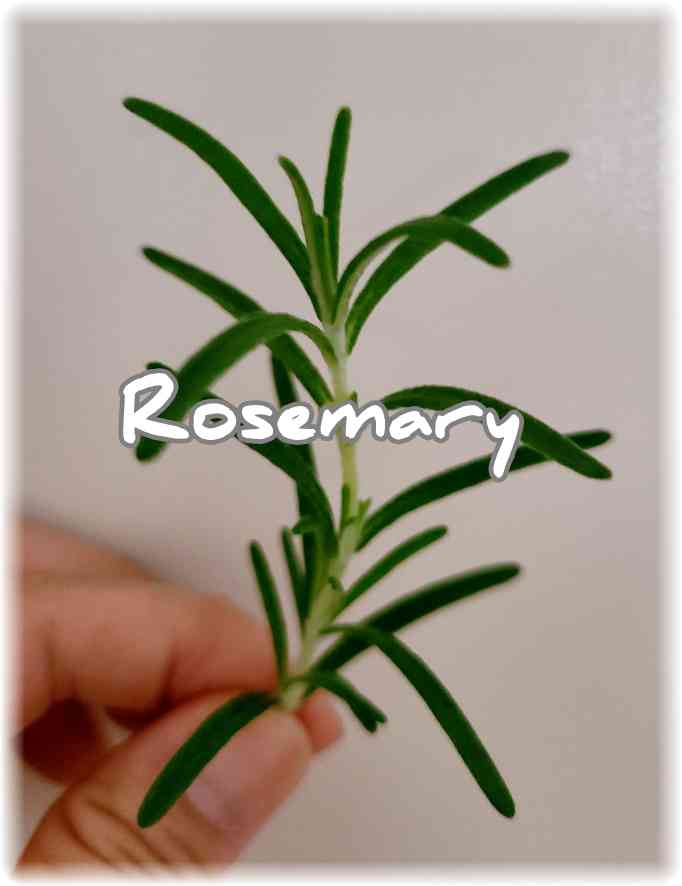 ベランダで収穫したローズマリーの一枝を指先でつまんでいる写真