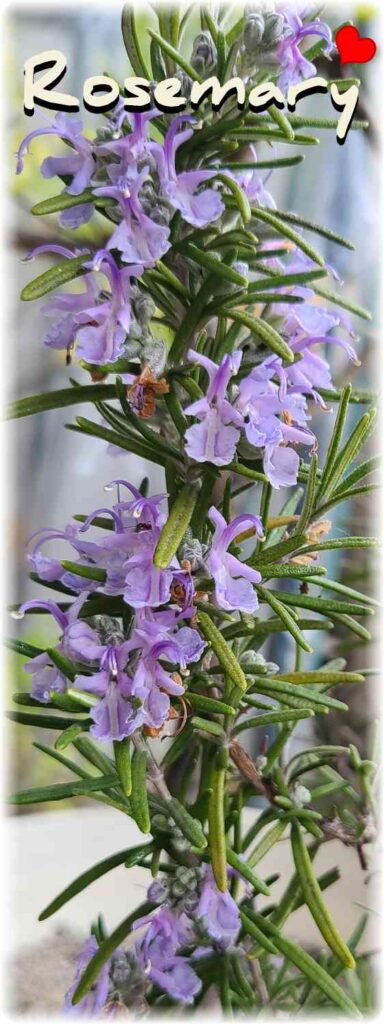 ベランダで薄紫色の花がたくさん咲いているローズマリーの鉢植えの写真
