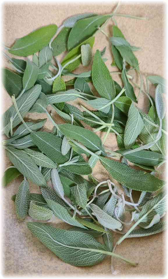 ãã©ã³ãã§åç©«ããããããã®ã»ãŒãžã®èãé¶åšã®ãç¿ã«çãã€ããåç