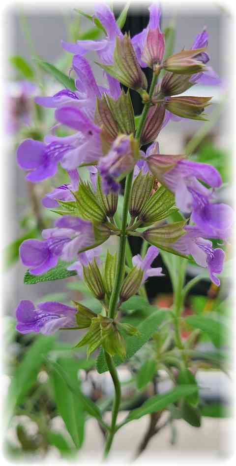 ãã©ã³ãã§å²ããã»ãŒãžã®çŽ«è²ã®è±ã®åç