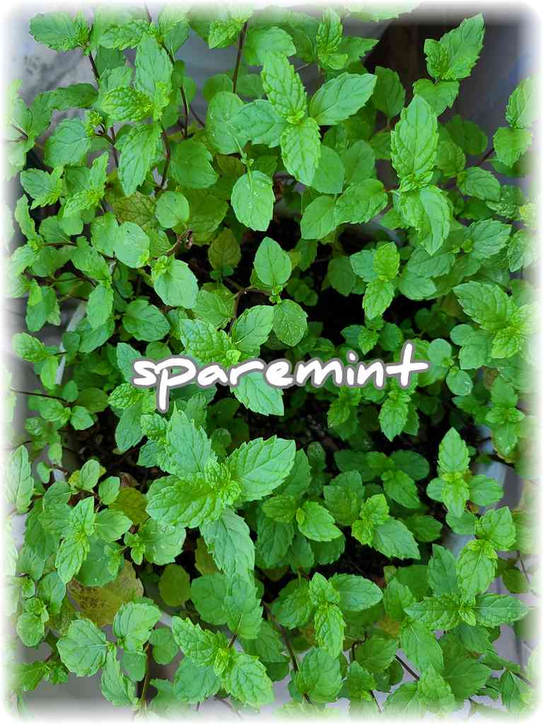 ãã©ã³ãã§éã
ãšå
æ°ã«è²ã£ãŠããã¹ãã¢ãã³ãã®åç