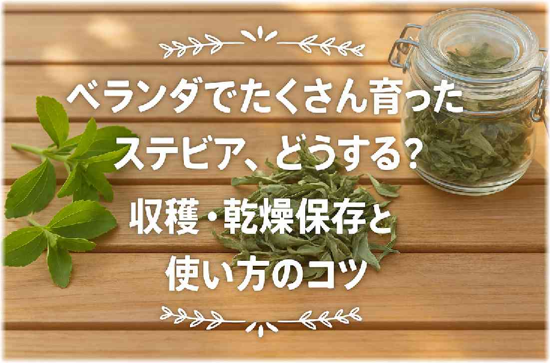 ベランダの木製テーブルの上に、明るい日差しを浴びたフレッシュなステビアの葉と乾燥葉、保存用のガラス瓶が並ぶ写真。中央に大きな白文字で「ベランダでたくさん育ったステビア、どうする？収穫・乾燥保存と使い方のコツ」と書かれ、上下にシンプルで可愛い装飾が添えられた画像。