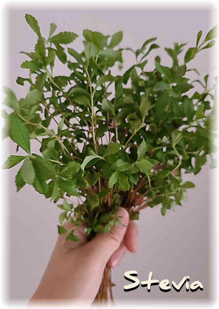 ãã©ã³ãã§åç©«ããæ°é®®ãªã¹ããã¢ã®æãæã§æŽãã§ããåç