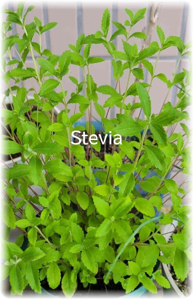 ãã©ã³ãã®é¢æ€ãã§å
æ°ã«èã£ãŠããã¹ããã¢ã®èã®åç