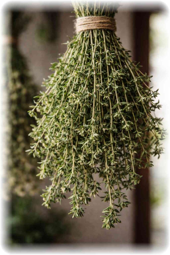 宀å
ã§ä¹Ÿç¥ãããããã«æããŠåããããã¬ã¢ã³ã¿ã€ã ã®èã®ã¢ãã