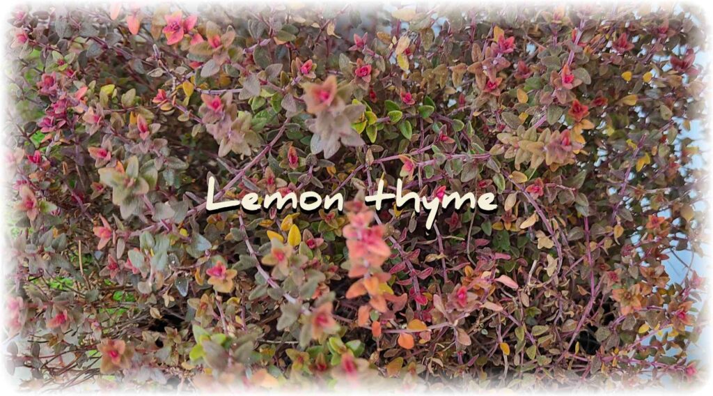 ãã©ã³ãã§è²ãŠãŠããã¬ã¢ã³ã¿ã€ã ã®èãèµ€ãçŽ
èããŠããã¢ããã®åç