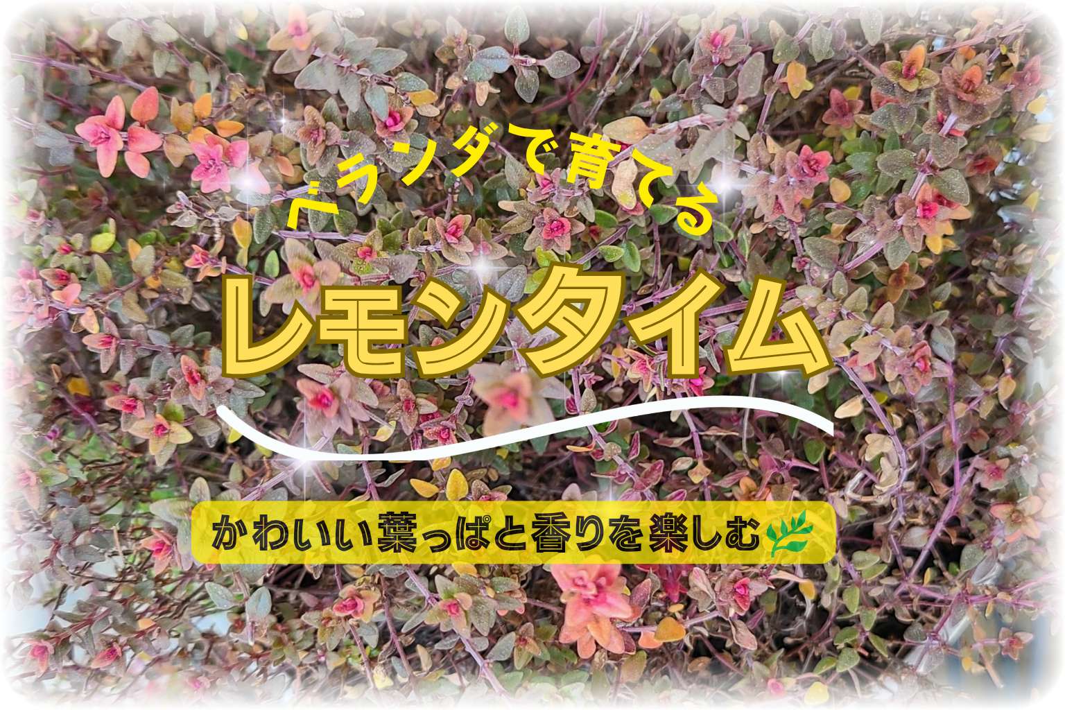 ベランダで育てているレモンタイムの葉が赤く紅葉している様子のアップの写真