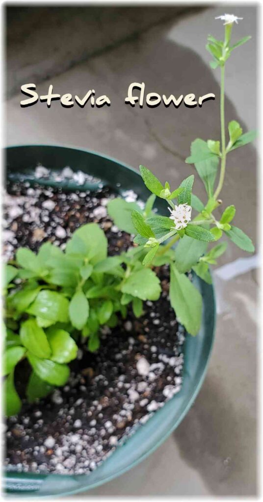 ベランダの鉢植えのステビアに小さな白い花が咲いている写真