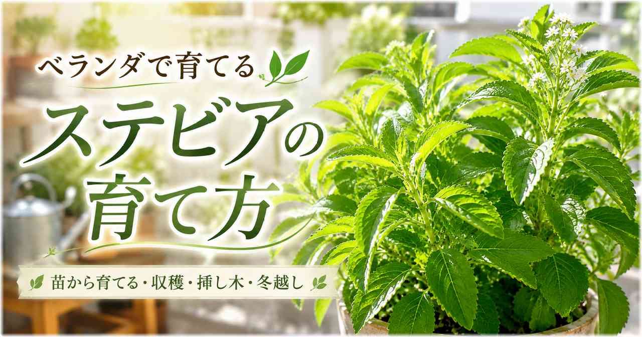 真夏の明るいベランダで元気に育つ鉢植えのステビア