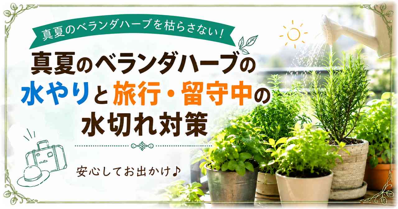 真夏のベランダで育てるハーブと水やり・旅行中の水切れ対策のイメージ