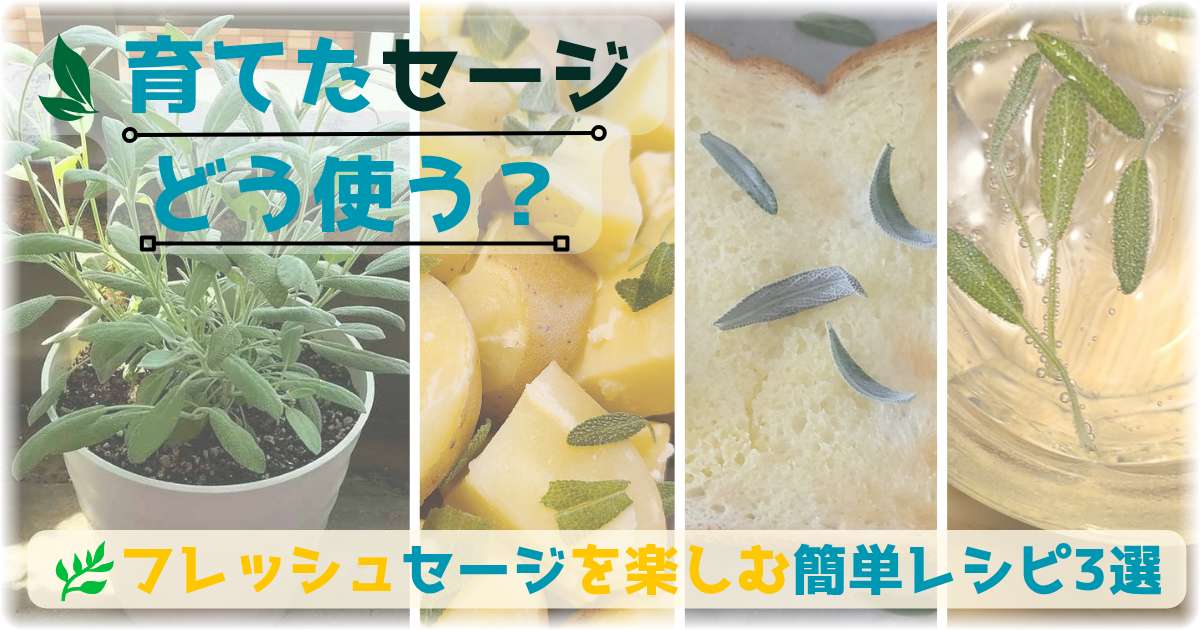鉢植えのセージと、セージを使った茹でじゃがいも、バタートースト、炭酸水の写真